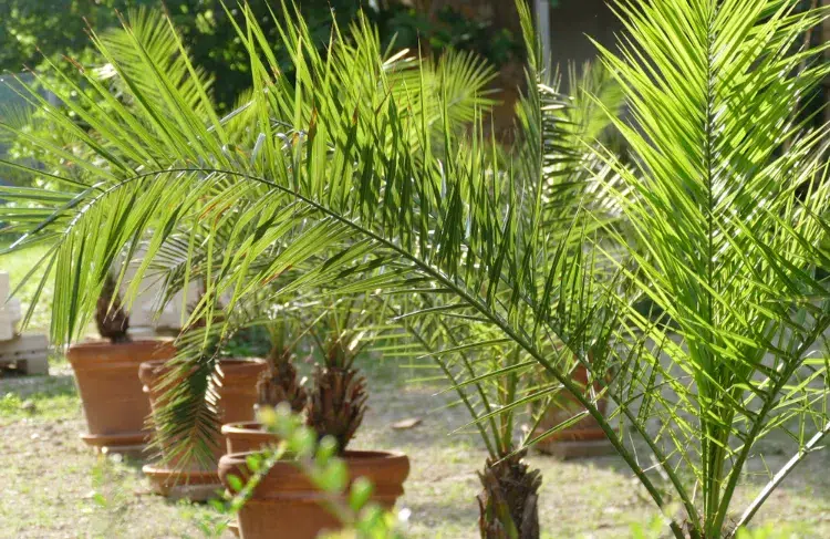 quel palmier en pot pour l extérieur choisir terrasse jardin plein soleil mi ombre
