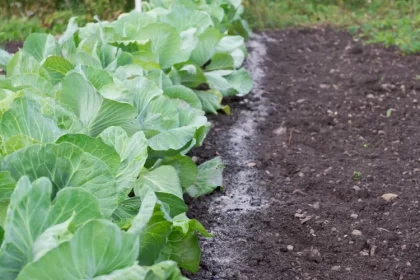 quel type de cendre de bois utiliser au jardin a quelles fins appliquer comment faire