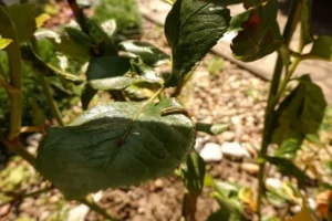 quelle chenille mange les feuilles de rosier comment se débarrasser insecte ravageur larves