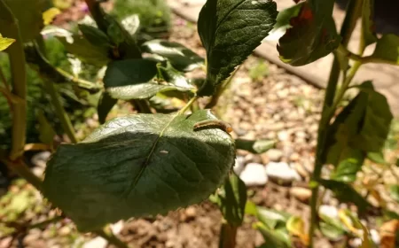 quelle chenille mange les feuilles de rosier comment se débarrasser insecte ravageur larves