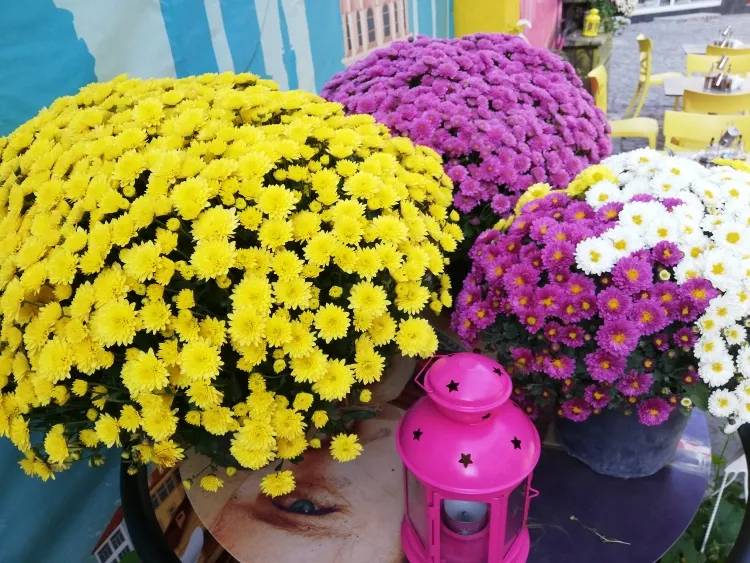 quelle couleur de fleurs pour un enterrement signification subtile explicite chrysanthèmes traditionnels