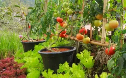 quelle fleur planter a cote des tomates legume oeillet inde basilic