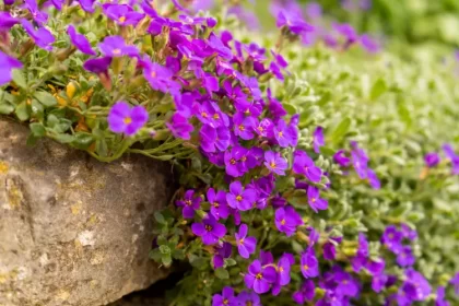 quelle période pour planter des couvre sols jardin comment quand moravian shutterstock