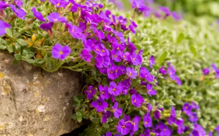 quelle période pour planter des couvre sols jardin comment quand moravian shutterstock