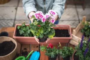 quelle plante associer avec le géranium vivace lierre jardinière pleine terre encierro shutterstock