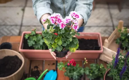 quelle plante associer avec le géranium vivace lierre jardinière pleine terre encierro shutterstock