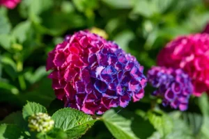 quelle plante mettre au pied des hortensia où se plait jardin lavande shutterstock