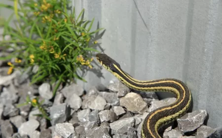 quelle plante repousse les serpents jardin maison faire fuire alexander gold shutterstock