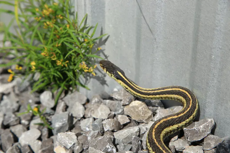 quelle plante repousse les serpents jardin maison faire fuire alexander gold shutterstock