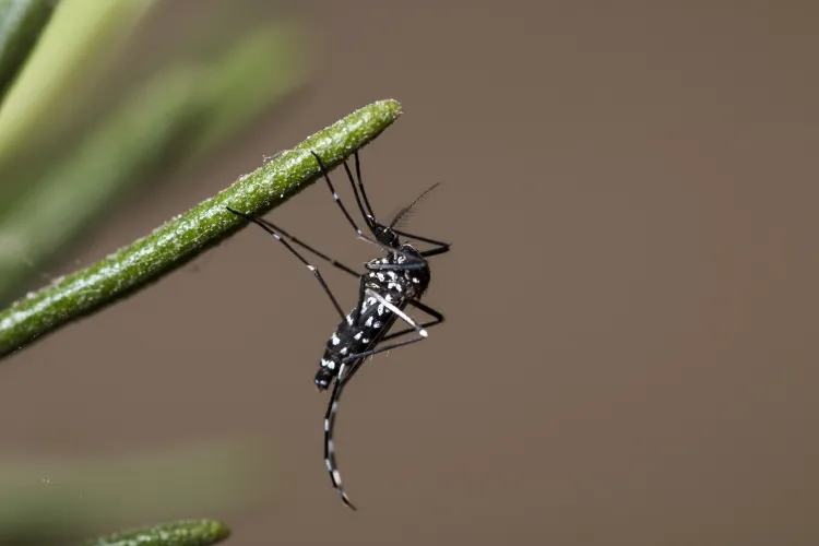 quelle prévention contre les moustiques tigres identifier lignes blanches argentées corps noir taille petite