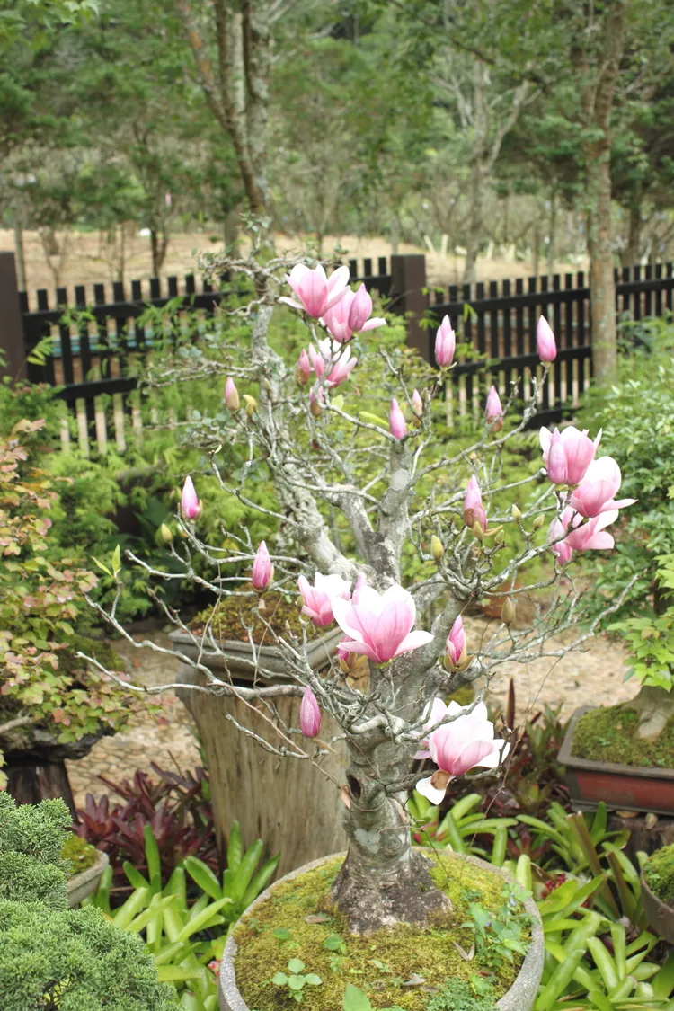 quelle variété de magnolia pour culture en pot