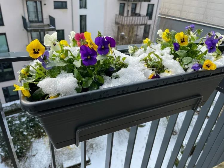 quelles fleurs au balcon en mars frilosité plantes plantation dépend exposition balcon météo locale