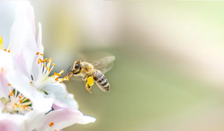 quelles fleurs préférées des abeilles floraison printemps été espèces plantes mellifères