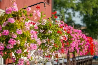 quelles plantes retombantes pour balcon 2024