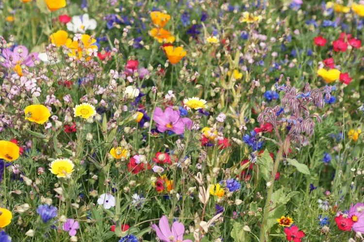 quelles sont les plus belles fleurs sauvages de printemps comestibles médicinales symbolique