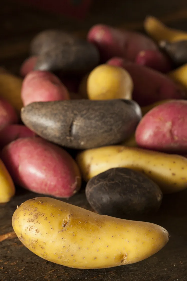 quelles sont les variétés de pommes de terre primeur