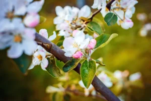 quels arbres aiment l'ail association ail verger insecticide fongicide naturel engrais fertilisant son