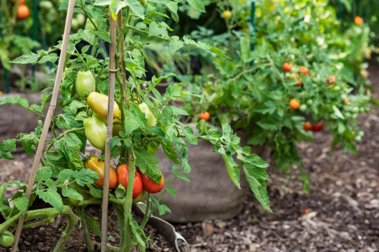 quels légumes cultiver en conteneurs tomates laitue pois