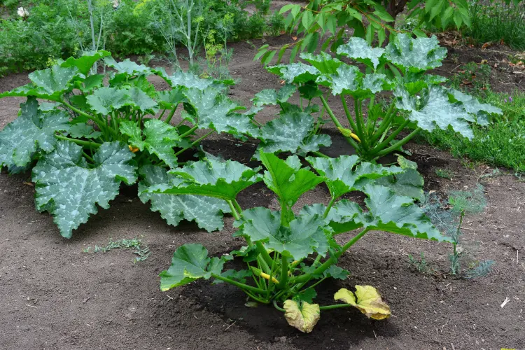 quels légumes ne pas planter à côté des courgettes potager compagnes