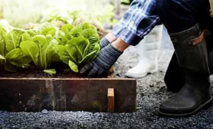 quels légumes ne pas planter côte à côte potager pommes de terre courgettes rawpixel.com shutterstock