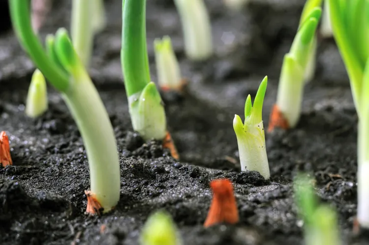 quels légumes planter en mars 2024 oignons