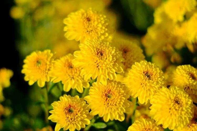 qu’est ce qui pousse les chrysanthèmes à s’épanouir taille printemps automne rendre parterres touffus