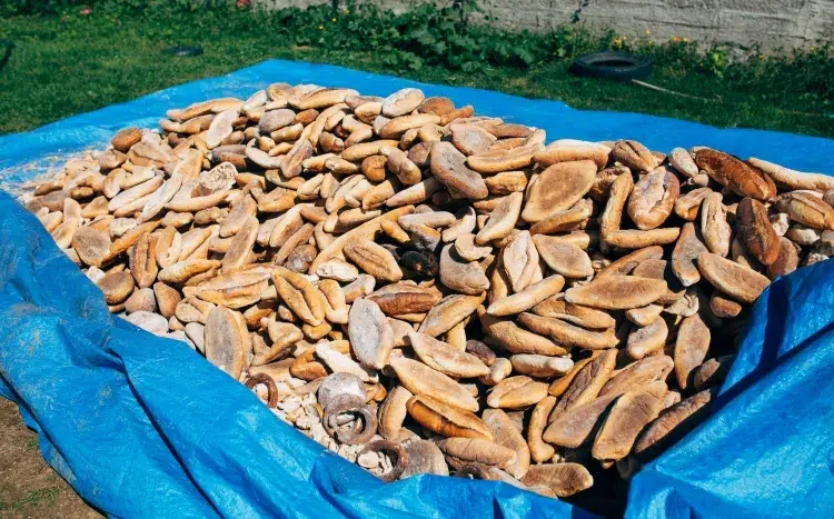 restes de pain lutter gaspillage alimentaire recycler réutiliser réduire préserver environnement