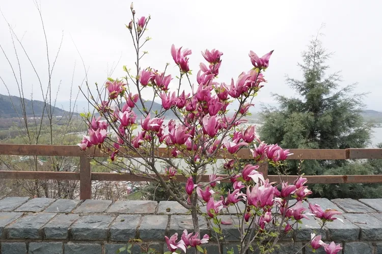 réussir l'entretien du magnolia en pot