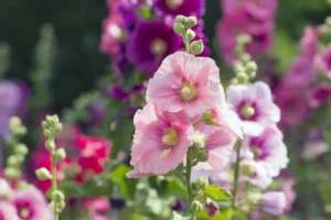 roses trémières au jardin alcea rosea