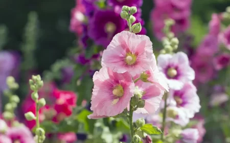roses trémières au jardin alcea rosea