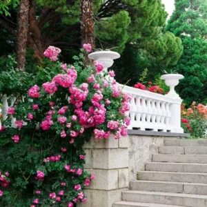 rosiers plantes grimpantes rustiques jardin terrasse résistantes gel secheresse feuillage persistant