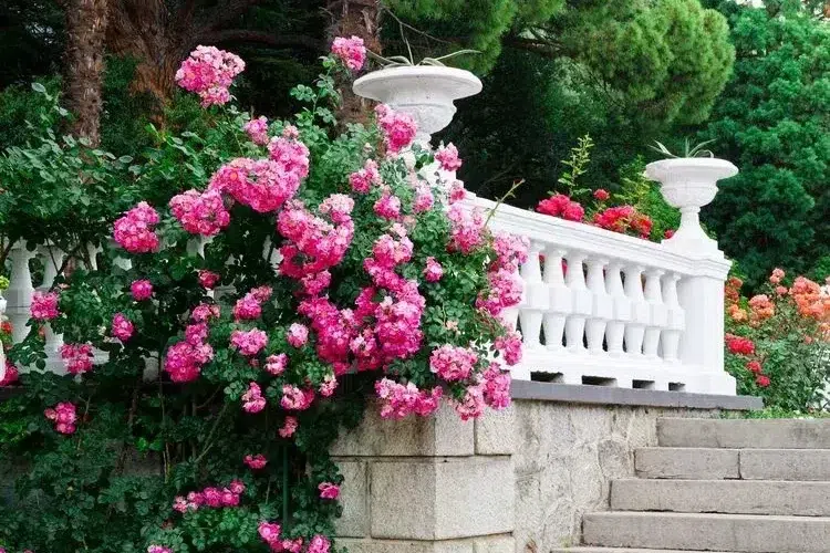 rosiers plantes grimpantes rustiques jardin terrasse résistantes gel secheresse feuillage persistant