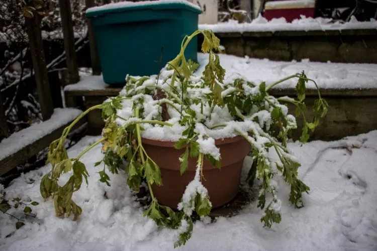 sauver une plante qui pris du gel combien temps exposée gel température taux rusticité