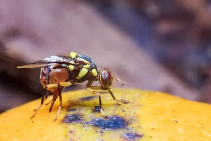 se débarrasser de la mouche orientale des fruits pièges recolte