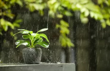 sortir ses plantes quand il pleut laisser sous pluie pour contre cette méthode