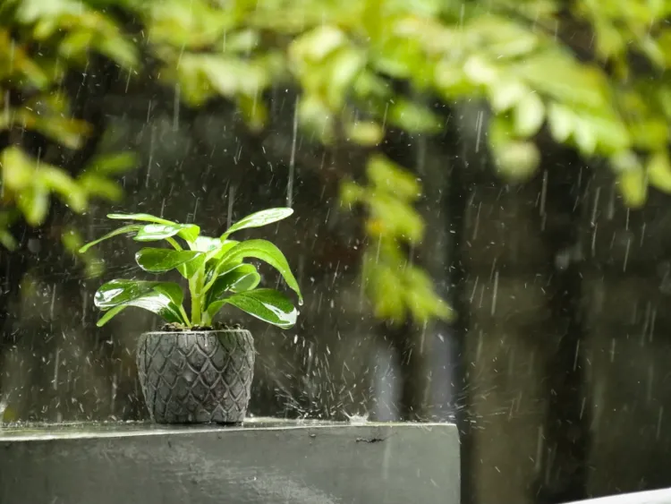 sortir ses plantes quand il pleut laisser sous pluie pour contre cette méthode