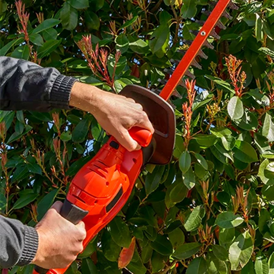 taille du photinia