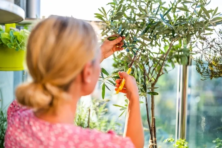 taille d'un olivier arbuste pot reçoit soins adéquats garantie croissance production