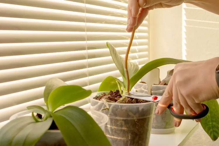 taillez la hampe florale de l'orchidée