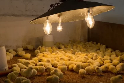 température elevage poussin 21 premiers jours lampe poussinière litière nourriture 