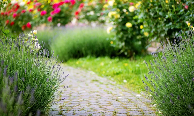 top plantes sans entretien pour border une allée jardin bordure fleurie