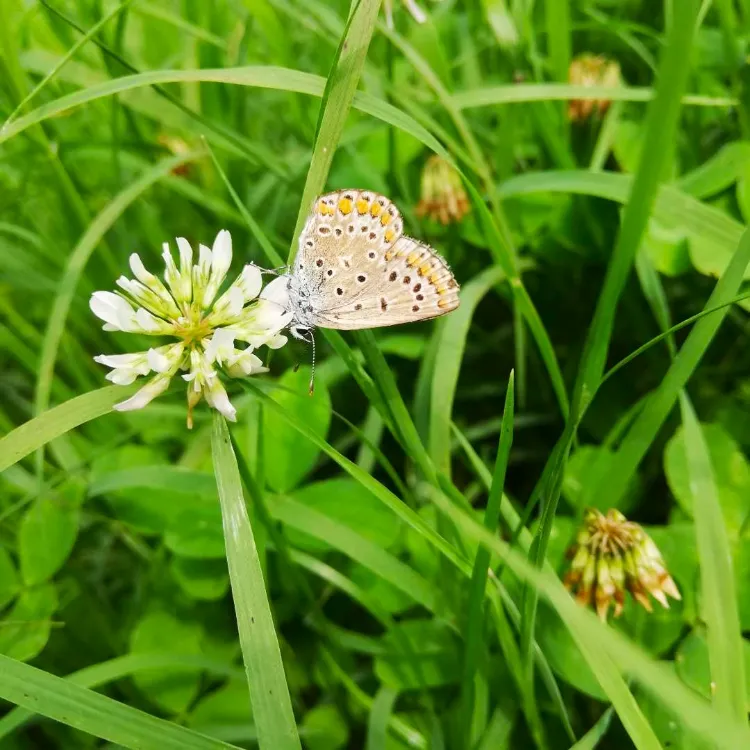 trèfle blanc dans le jardin avec un papillon