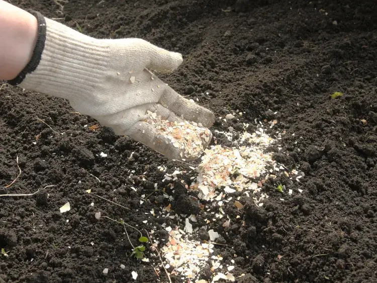 utilisations des coquilles oeuf dans le jardin comment broyer profiter poudre