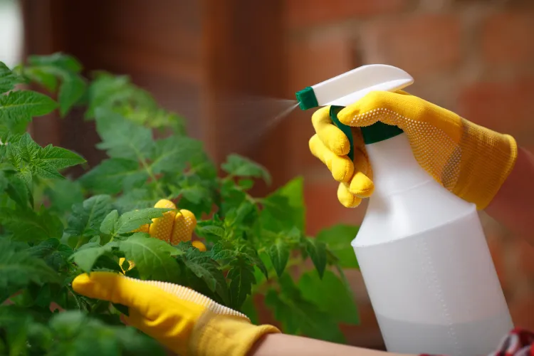 utiliser l amidon au jardin bienfaits de la fécule de mais plantes potager