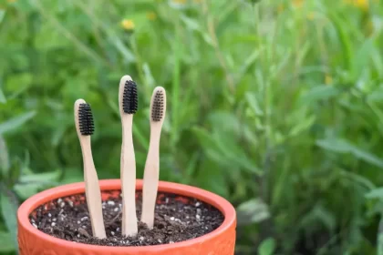 utiliser une brosse a dents polliniser graines neem nettoyage tomates