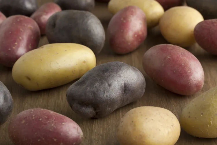 variétés de pommes de terre nouvelles