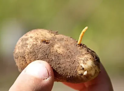 ver fil de fer pomme de terre