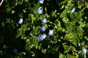 veronique commune fleur sauvage mauvaise herbe perse