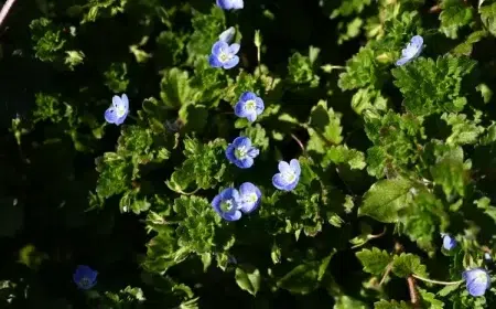 veronique commune fleur sauvage mauvaise herbe perse