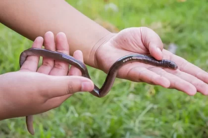 vers géants dans le jardin